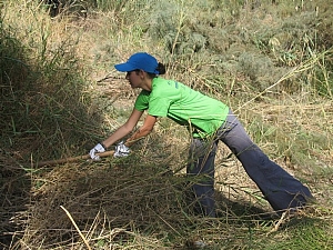 קובץ:F0 0300 0000 kineret(5).jpg