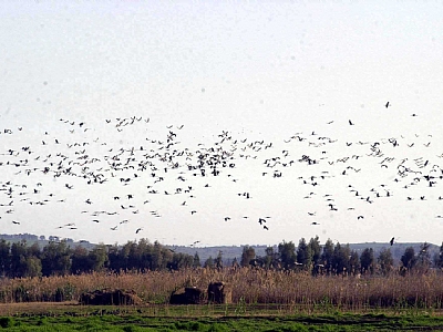 קובץ:F0 0400 0300 agoriminsky.jpg