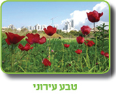 קובץ:Hedera3.jpg