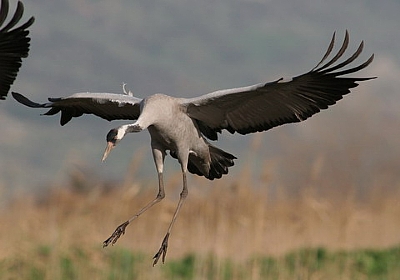 קובץ:F0 0400 0000 agur.jpg