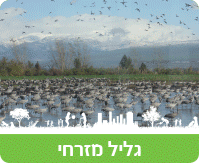 קובץ:Galil mizrahi.gif