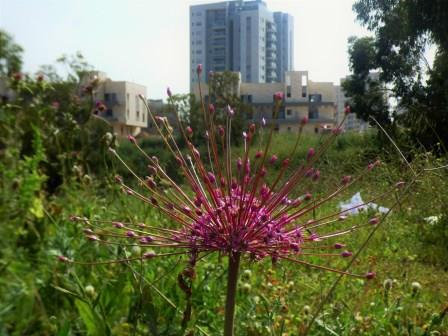 קובץ:Shum hgilgal izhak cohen.jpg