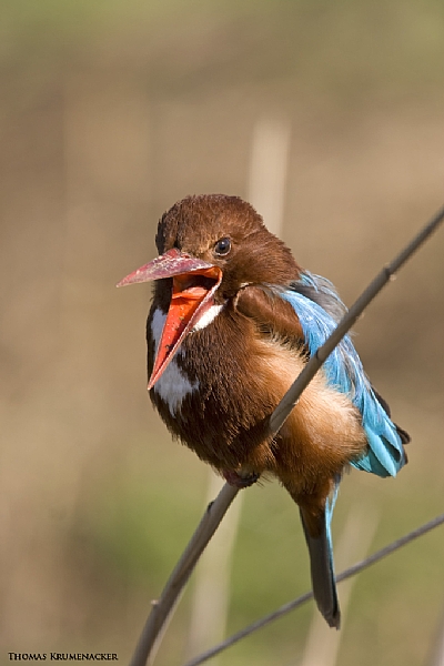 קובץ:F0 0400 0000 lavan(3).jpg