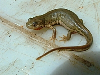 קובץ:F0 0200 0150 rb9.jpg