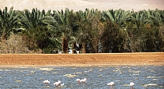קובץ:F0 0232 0125 eilat(2).jpg