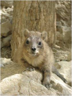 קובץ:Shaphan noy alon(4).jpg