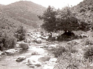 קובץ:F0 0300 0225 chziv60sazariaalon.jpg