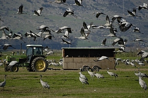 קובץ:F0 0300 0000 odedzamir.jpg