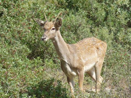 קובץ:Yachmur shmulik yidov(1).jpg