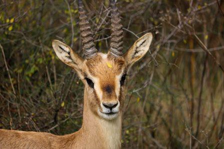 קובץ:Zvi mordechai erlich(1).jpg