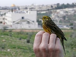 קובץ:F0 0244 0000 tzurimvally5.jpg