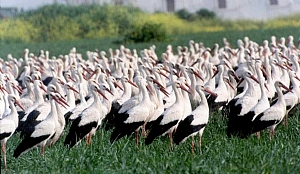 קובץ:F0 0300 0000 elihershkovitch.jpg