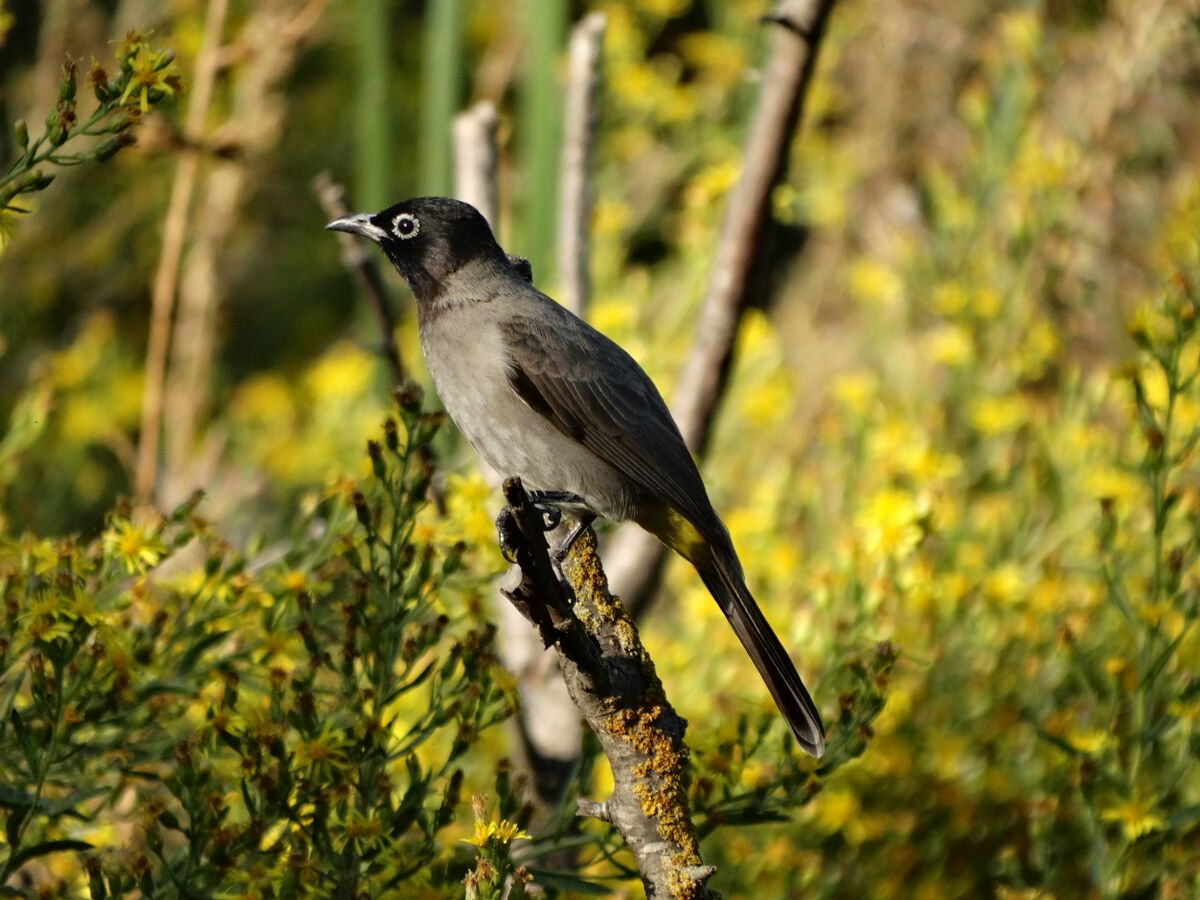 תמונת רקע לדף ציפורים ומגוון ביולוגי בעיר