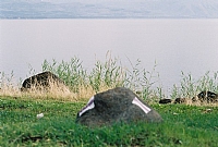 קובץ:F0 0200 0000 kineret lihi ben chouri.jpg