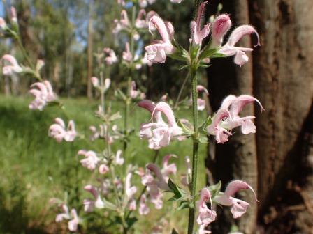 קובץ:Marvat ayag amit mendelson(1).jpg