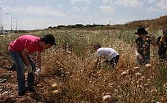 קובץ:F0 0244 0000 MinimPolshim(1).jpg