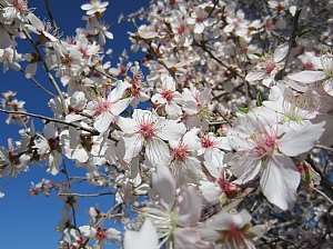 קובץ:F0 0300 0225 img 074.jpg