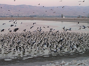 קובץ:F0 0300 0000 davidglazner.jpg