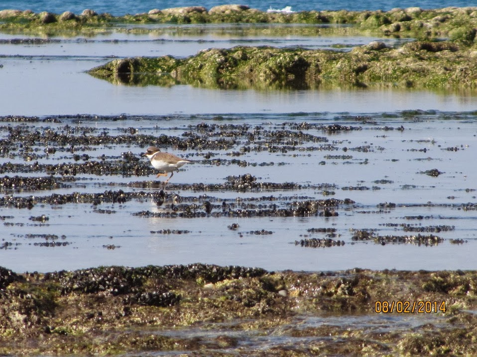 חוף הבונים. צילום: יעל לביא אפרת