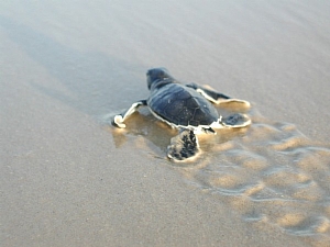 קובץ:F0 0300 0225 tzavmayimyuvalsharon.jpg