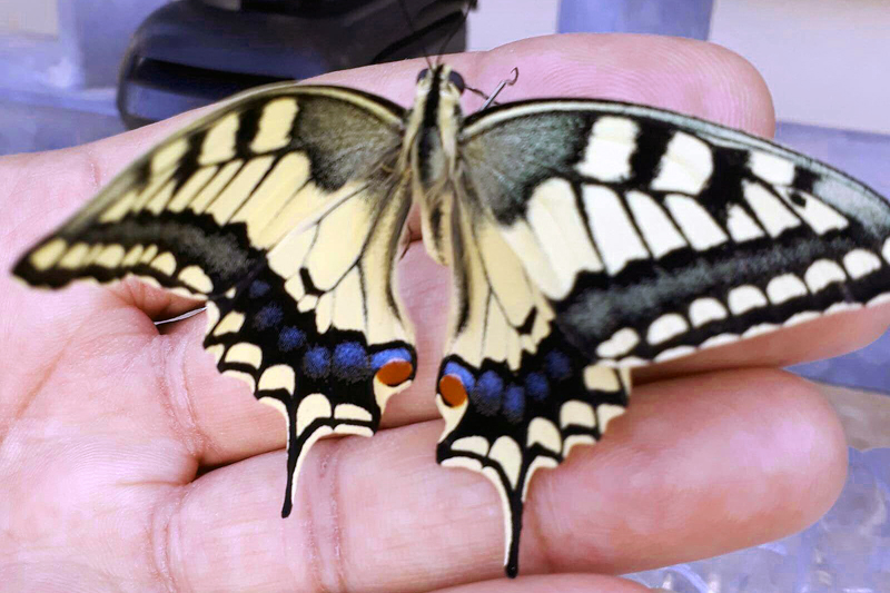 קובץ:Znav snunit.jpg