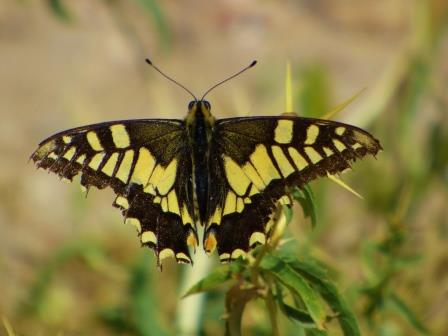 קובץ:Znav snunit izhak cohen.jpg