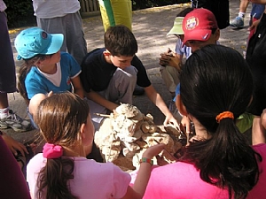 קובץ:F0 0300 0000 p1010113.jpg