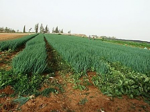 קובץ:F0 0300 0225 461(1).jpg