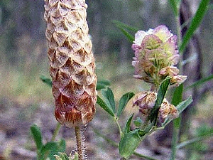 קובץ:F0 0300 0225 tiltandagul.jpeg