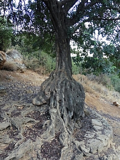 קובץ:F0 0244 0000 tree-tamar.jpg
