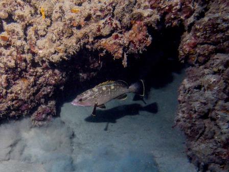 קובץ:Dakar slaim orenklain.jpg