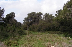 קובץ:F0 0244 0000 nadar.jpg
