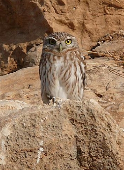 קובץ:F0 0244 0000 hh.jpg