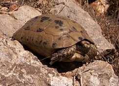 קובץ:F0 0244 0000 revidalake5.jpg