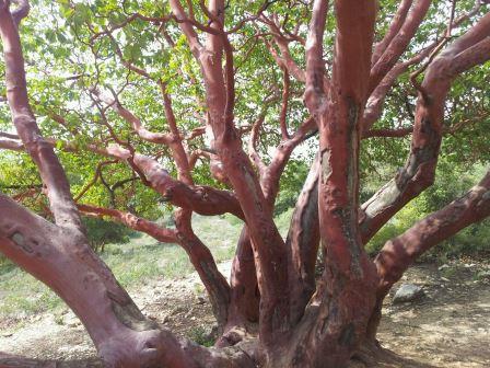 קובץ:Ktalav pazit.jpg